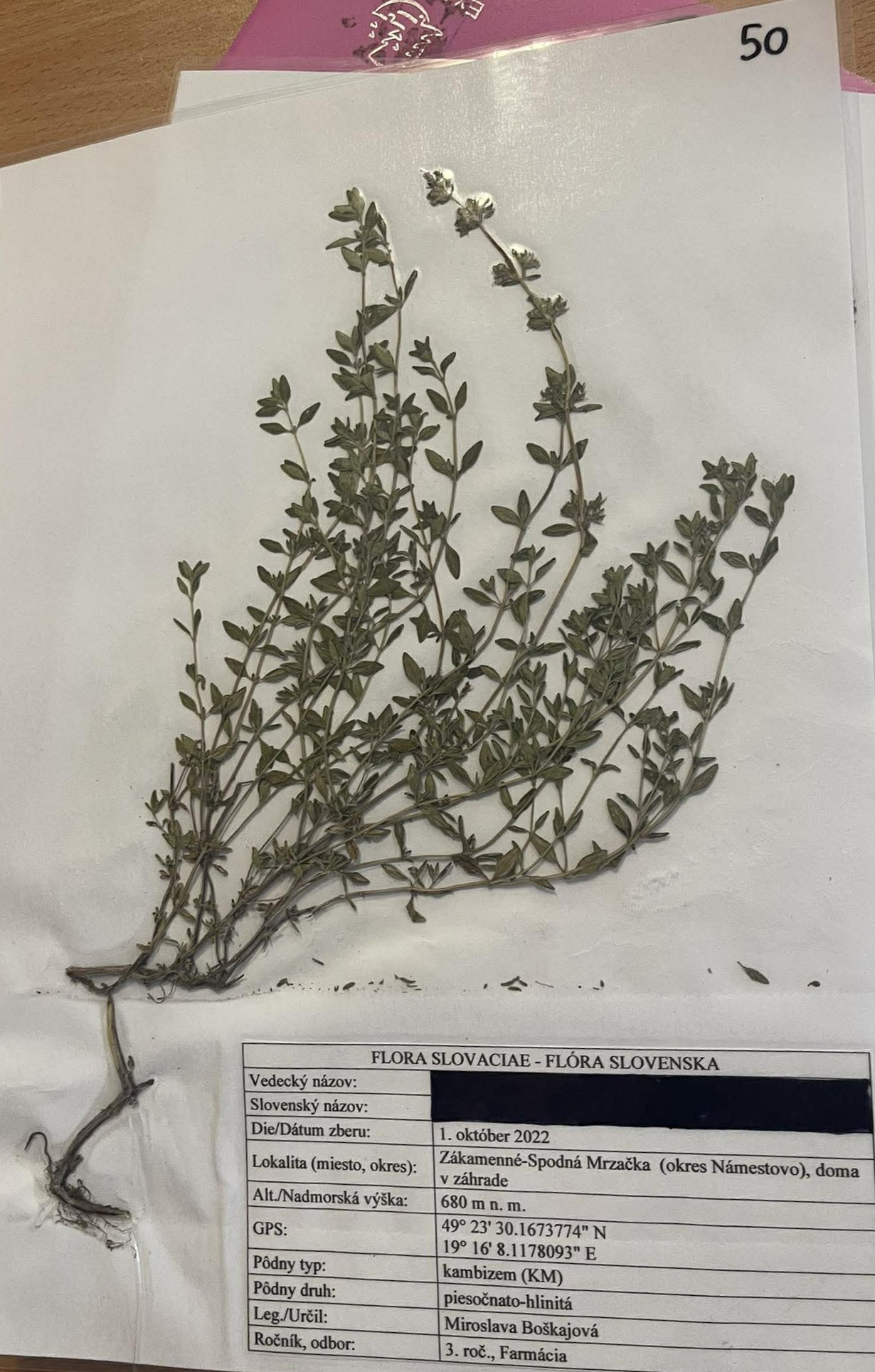 Rastlina Thymus vulgaris